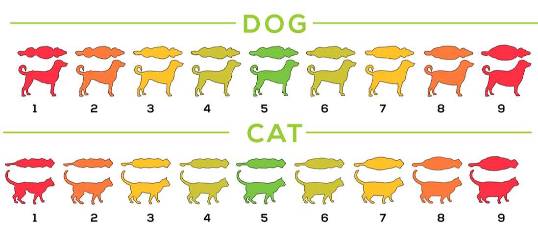 Body Condition Score for cats and dogs